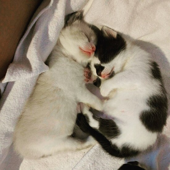 sleepy-kittens.jfif