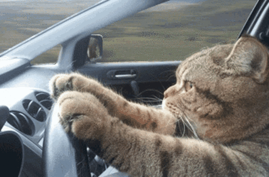 cat-driving-serious.png.gif