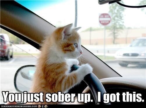 funny-meme-of-a-cat-driving-and-saying-you-just-focus-on-sobering-up-he-got-this.jpeg