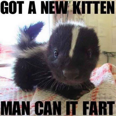 Meme striped skunk got a new kitten, man can it fart.jfif