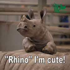 rhino.jfif