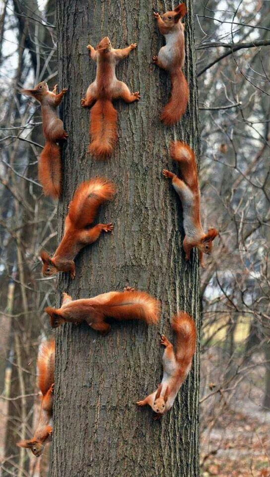 squirrels1.jpg