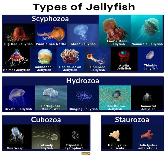Jellyfish species.jpg