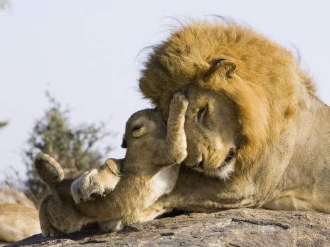 suzi-eszterhas-minden-pictures-african-lion-panthera-leo-cubs-playing-with-adult-male-masai-mara-nat-l-reserve-kenya.jpg