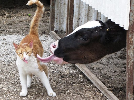 Now that&#39;s what you call a cowlick...  This moggy was left a little wet behind the ears after an affectionate calf slobbered all over him.  The curious white and ginger cat got too close to the dairy cow on a farm and had to walk away with his fur dripping wet with saliva...Photographer Yochi Aranov Zwilling captured the bizarre scene in a series of photographs in Shephela, Israel.  SEE OUR COPY FOR DETAILS...Pictured: The cow licking the cat, which is thoroughly enjoying it...Please byline:  Yochi Aranov Zwilling/Solent News..© Yochi Aranov Zwilling/Solent News &amp; Photo Agency.UK +44 (0) 2380 458800.