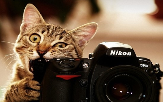 CatCamera.jpg