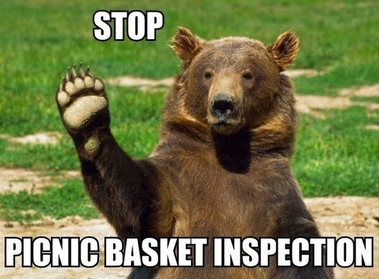funny-captions-bear-stop-picnic-basket-inspection.jpg