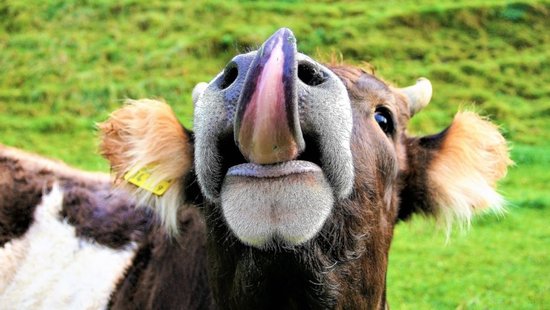 Cow with protruding tongue. Creative Commons license, https://pixabay.com/en/language-cow-pasture-land-grass-2844985/