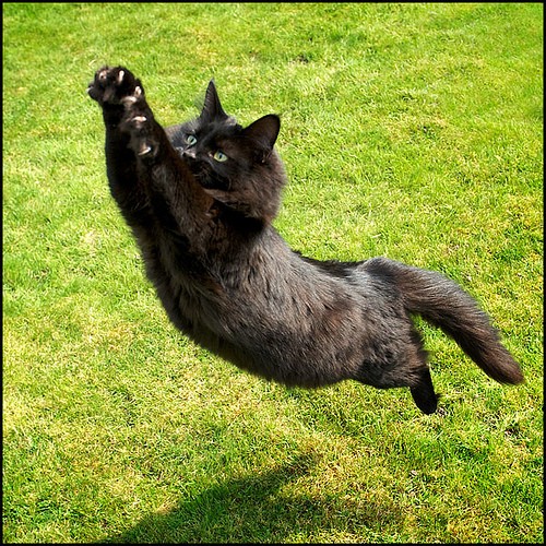 black cat jumping in the air