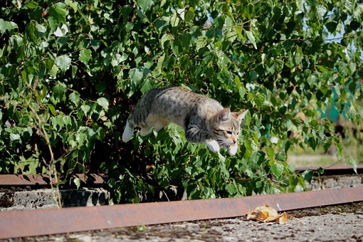 cat_leaping.jpg