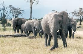 Reutilizar colmillos de elefante africano