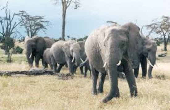 Reutilizar colmillos de elefante africano