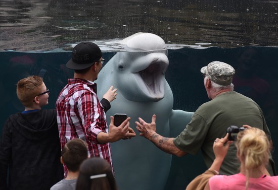 A Beluga whale plays with tourist as they visit Mystic Aquarium in Mystic, Connecticut, on June 18, 2017. The aquarium serves as the largest outdoor beluga whale exhibit in the United States. / AFP PHOTO / TIMOTHY A. CLARY        (Photo credit should read TIMOTHY A. CLARY/AFP/Getty Images)