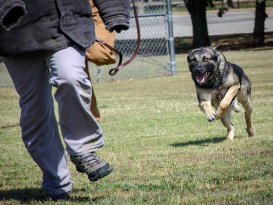 Team Vance Military Working Dog Akim chases down a simulated suspect at Vance Air Force Base, Oklahoma, Oct. 10. Defenders from the 71st Security Forces Squadron put on an MWD demonstration as part of an afternoon barbecue with Rocky Mountain Dawgs Project volunteers. (United States Air Force photo / David Poe)