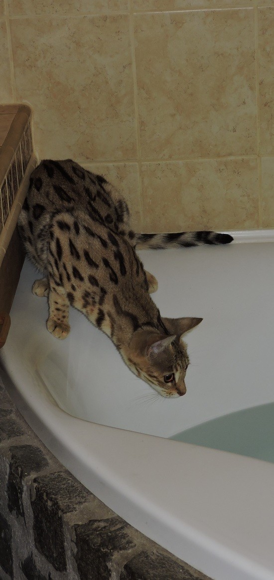 Large spotted Savannah cat on the edge of a bath, sniffing at the water curiously and fearlessly. 