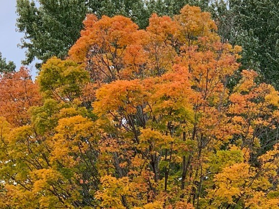 A hard maple with leaves of yellow and orange