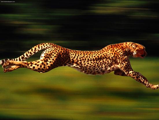 Cheetah running fast.