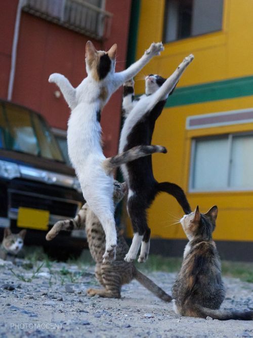 Two cats leap vertically at the same time. Behind is another cat poised on hind legs to jump. In foreground a cat watches the two up-leaping cats.