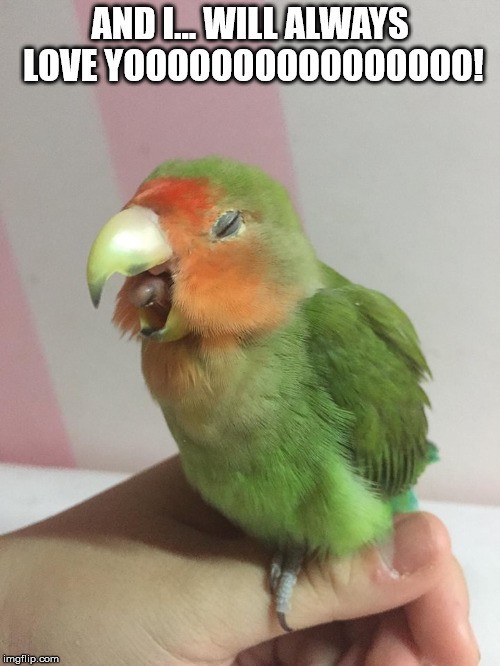 Budgie-parakeet-singing-meme-attb-imgflip.jpg