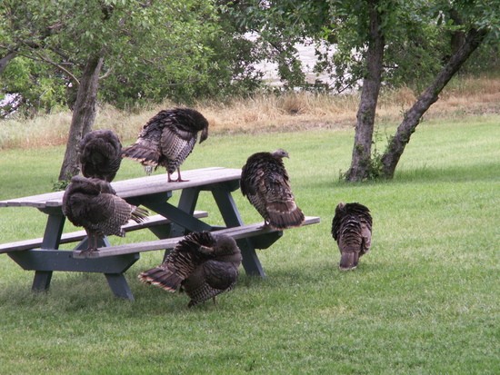 turkeys on picnic table
