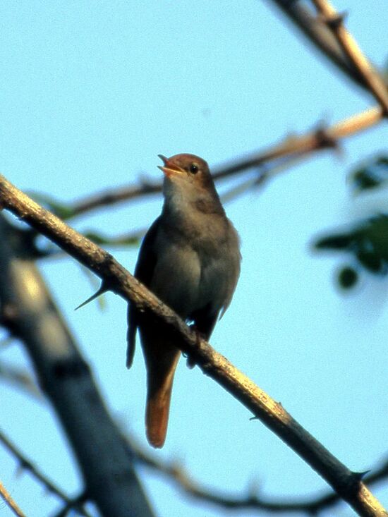 male common nightingale on a branch. very plain plumage, slightly smaller than a robin.