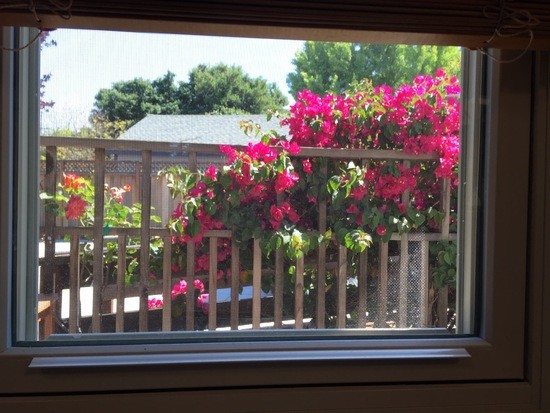 88keys's sister shot this out of her bedroom winfow viewing Bougainvilliis on the side of her deck. She was pleased with it.