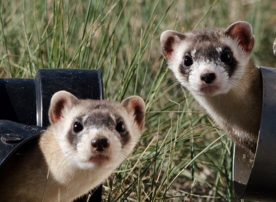 Two endangered black-footed ferrets peering out of pipes lying on the grass.